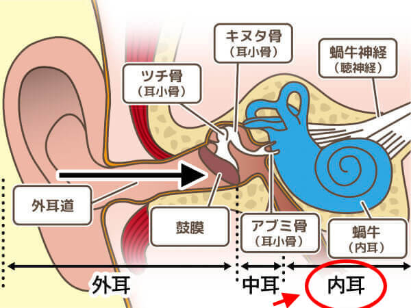 耳の穴を通ってきた音は、内耳で受け止め、そこで脳が理解できる電気信号に変換されます。それをしているのが内耳の役割です。